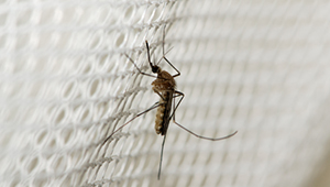 Malaria-vaccine_1col.jpg