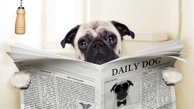 Dog reading a newspaper called The Daily Dog.
